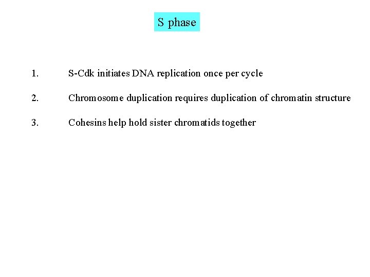 S phase 1. S-Cdk initiates DNA replication once per cycle 2. Chromosome duplication requires