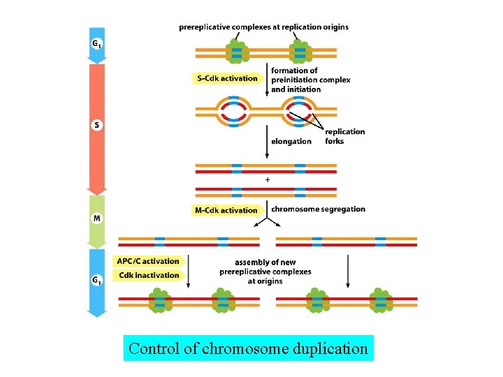 Control of chromosome duplication 