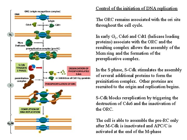 Control of the initiation of DNA replication The ORC remains associated with the ori