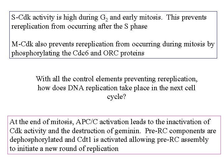 S-Cdk activity is high during G 2 and early mitosis. This prevents rereplication from