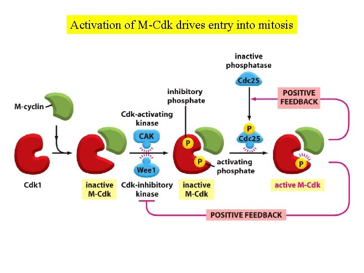 Activation of M-Cdk drives entry into mitosis 