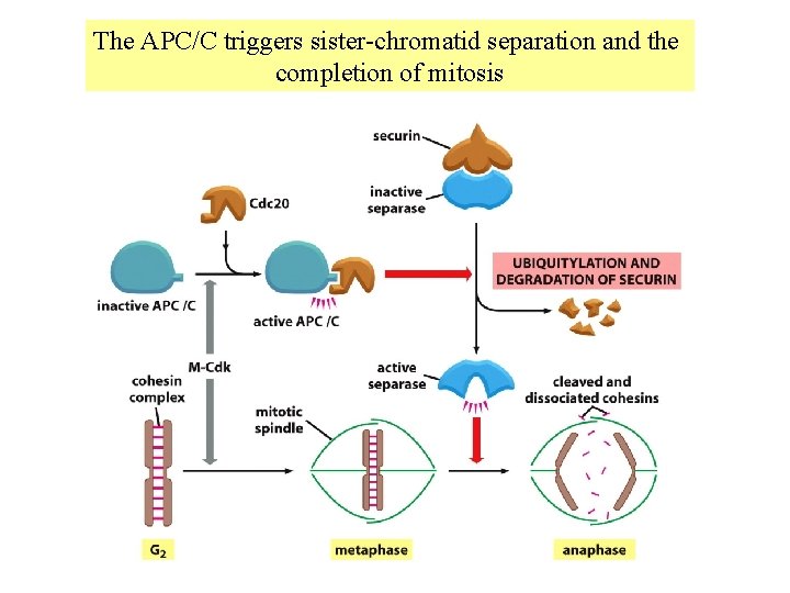 The APC/C triggers sister-chromatid separation and the completion of mitosis 