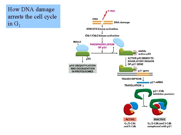 How DNA damage arrests the cell cycle in G 1 