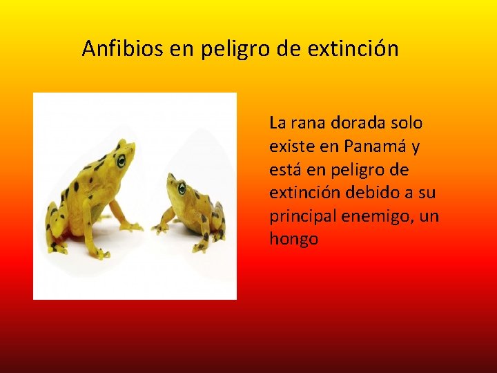 Anfibios en peligro de extinción La rana dorada solo existe en Panamá y está