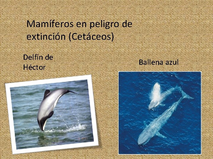 Mamíferos en peligro de extinción (Cetáceos) Delfín de Héctor Ballena azul 