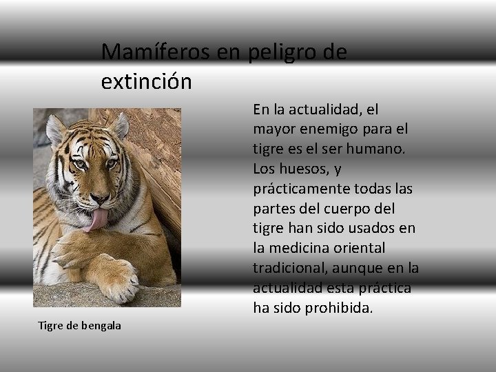 Mamíferos en peligro de extinción En la actualidad, el mayor enemigo para el tigre