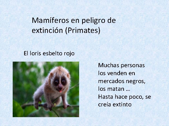 Mamíferos en peligro de extinción (Primates) El loris esbelto rojo Muchas personas los venden