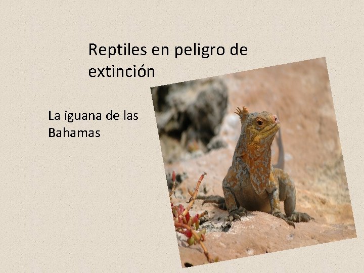 Reptiles en peligro de extinción La iguana de las Bahamas 