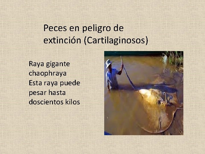 Peces en peligro de extinción (Cartilaginosos) Raya gigante chaophraya Esta raya puede pesar hasta