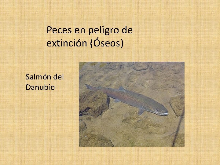 Peces en peligro de extinción (Óseos) Salmón del Danubio 