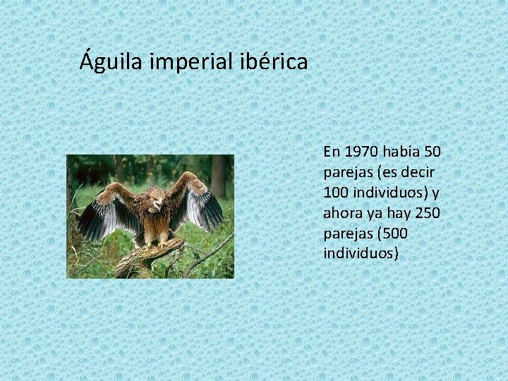 Águila imperial ibérica En 1970 había 50 parejas (es decir 100 individuos) y ahora