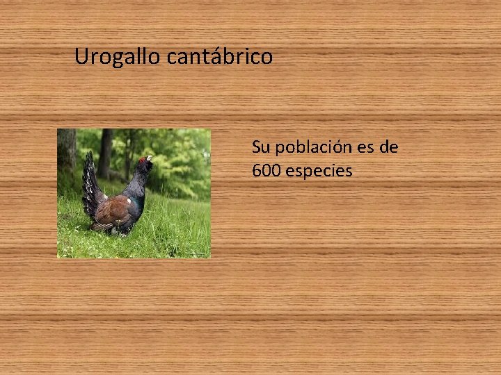 Urogallo cantábrico Su población es de 600 especies 