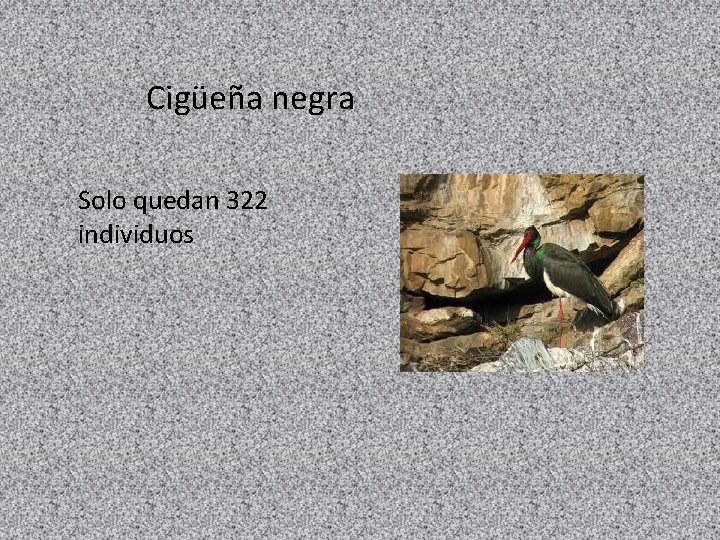 Cigüeña negra Solo quedan 322 individuos 