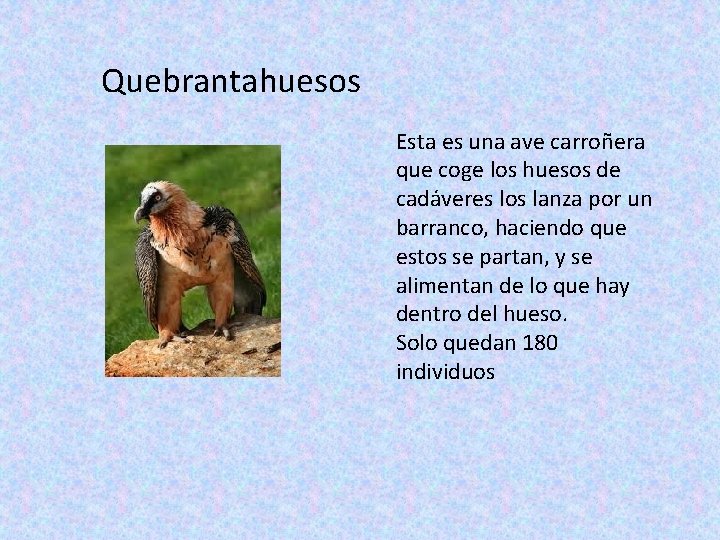 Quebrantahuesos Esta es una ave carroñera que coge los huesos de cadáveres los lanza