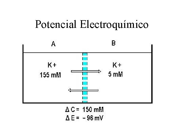 Potencial Electroquímico 