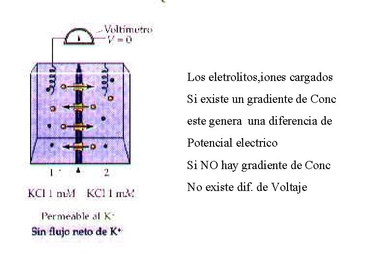 Los eletrolitos, iones cargados Si existe un gradiente de Conc este genera una diferencia