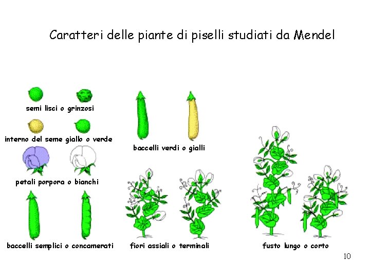 Caratteri delle piante di piselli studiati da Mendel semi lisci o grinzosi interno del