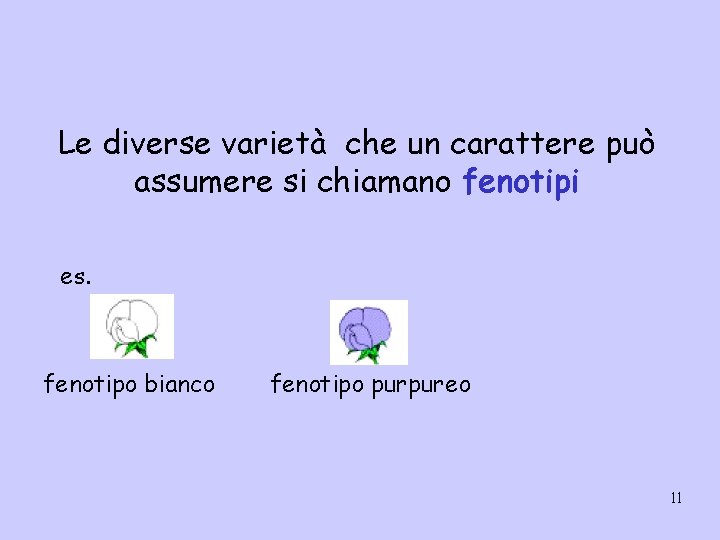 Le diverse varietà che un carattere può assumere si chiamano fenotipi es. fenotipo bianco