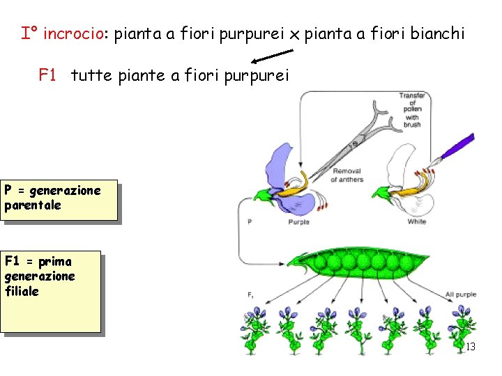 I° incrocio: pianta a fiori purpurei x pianta a fiori bianchi F 1 tutte