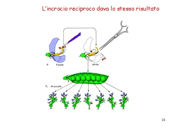 L’incrocio reciproco dava lo stesso risultato 14 