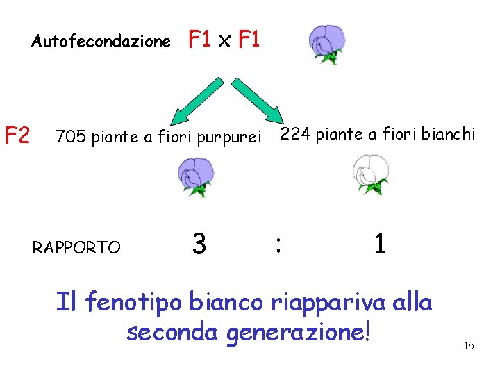 Autofecondazione F 2 F 1 x F 1 705 piante a fiori purpurei RAPPORTO