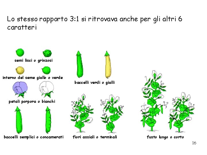 Lo stesso rapporto 3: 1 si ritrovava anche per gli altri 6 caratteri semi