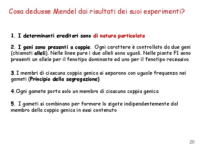 Cosa dedusse Mendel dai risultati dei suoi esperimenti? 1. I determinanti ereditari sono di