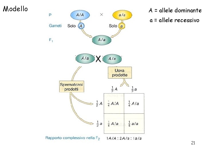 Modello A = allele dominante a = allele recessivo 21 