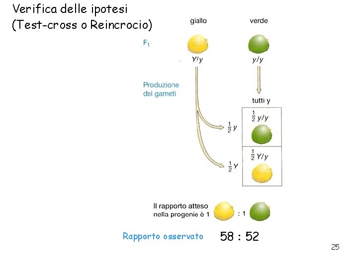 Verifica delle ipotesi (Test-cross o Reincrocio) Rapporto osservato 58 : 52 25 