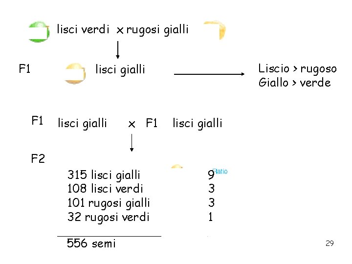 lisci verdi x rugosi gialli F 1 Liscio > rugoso Giallo > verde lisci