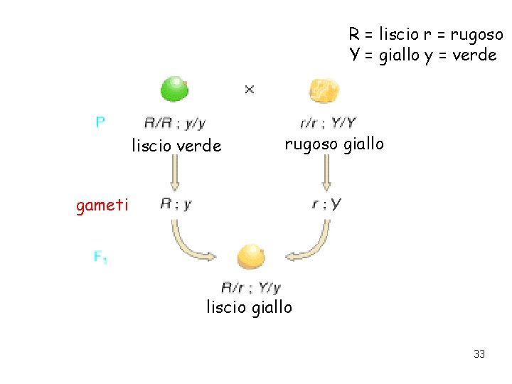 R = liscio r = rugoso Y = giallo y = verde liscio verde