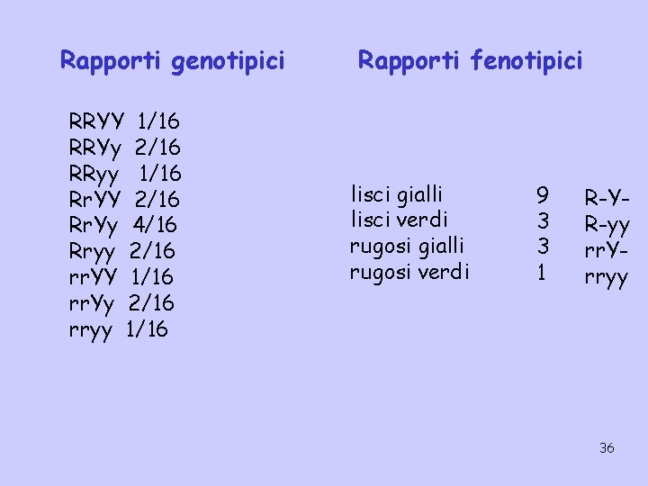 Rapporti genotipici RRYY 1/16 RRYy 2/16 RRyy 1/16 Rr. YY 2/16 Rr. Yy 4/16