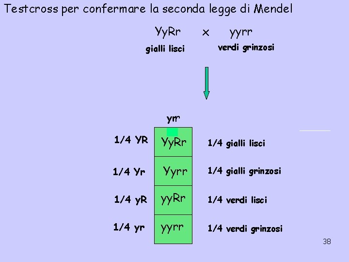 Testcross per confermare la seconda legge di Mendel Yy. Rr gialli lisci x yyrr