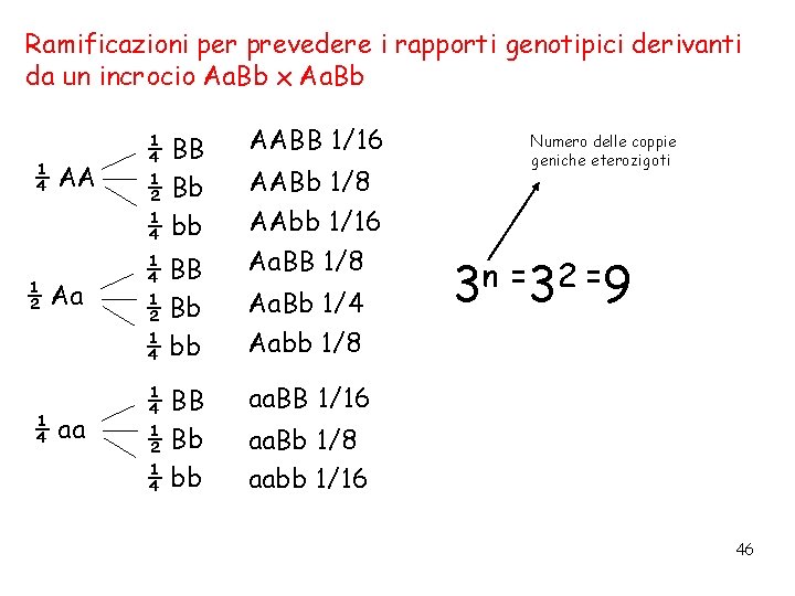 Ramificazioni per prevedere i rapporti genotipici derivanti da un incrocio Aa. Bb x Aa.