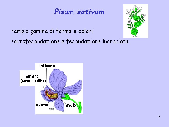 Pisum sativum • ampia gamma di forme e colori • autofecondazione e fecondazione incrociata