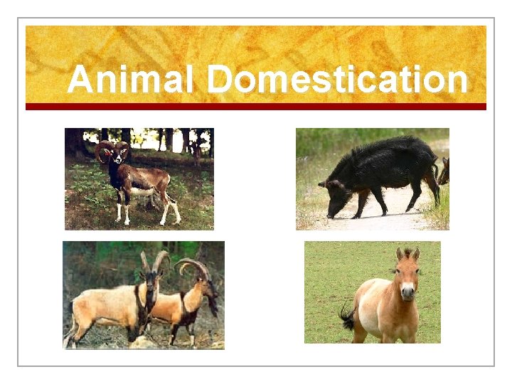 Animal Domestication 