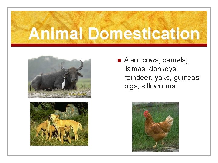 Animal Domestication n Also: cows, camels, llamas, donkeys, reindeer, yaks, guineas pigs, silk worms