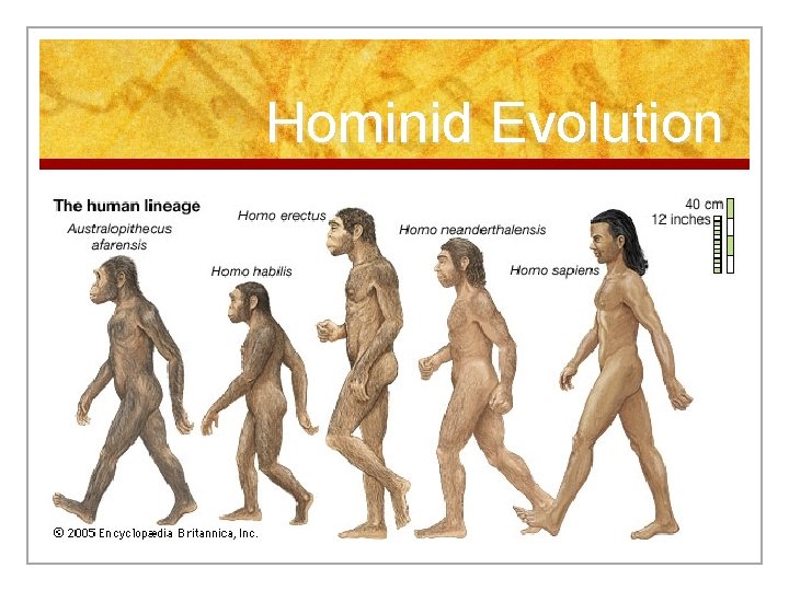 Hominid Evolution 