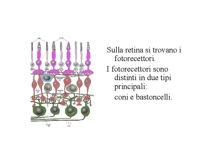 Sulla retina si trovano i fotorecettori. I fotorecettori sono distinti in due tipi principali: