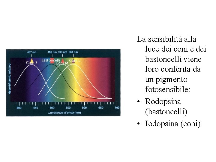 La sensibilità alla luce dei coni e dei bastoncelli viene loro conferita da un