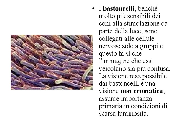  • I bastoncelli, benché molto più sensibili dei coni alla stimolazione da parte