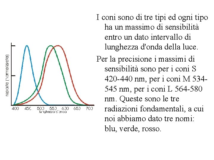 I coni sono di tre tipi ed ogni tipo ha un massimo di sensibilità