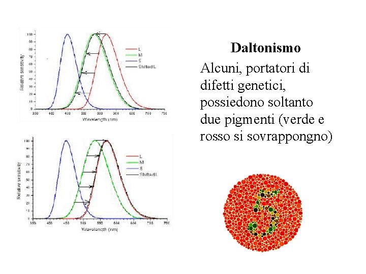 Daltonismo Alcuni, portatori di difetti genetici, possiedono soltanto due pigmenti (verde e rosso si