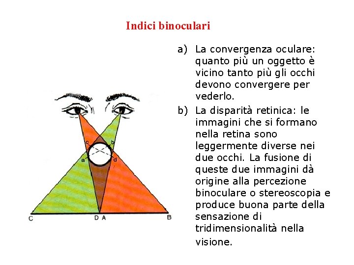 Indici binoculari a) La convergenza oculare: quanto più un oggetto è vicino tanto più