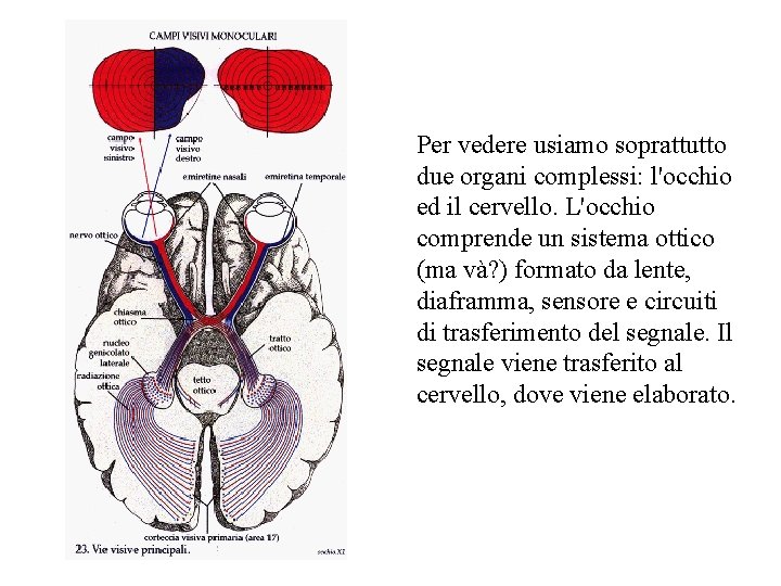 Per vedere usiamo soprattutto due organi complessi: l'occhio ed il cervello. L'occhio comprende un