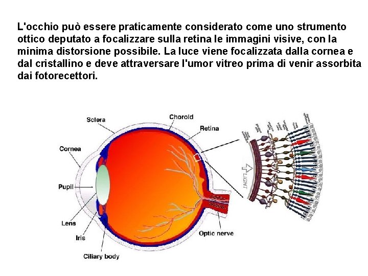 L'occhio può essere praticamente considerato come uno strumento ottico deputato a focalizzare sulla retina