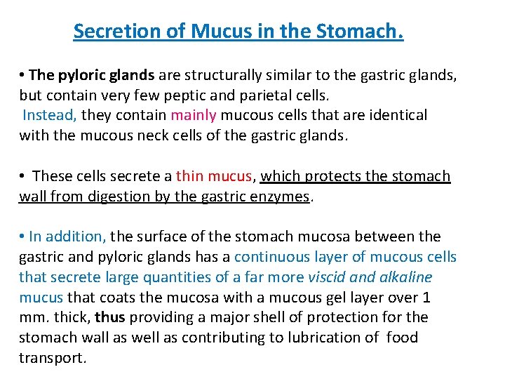 Secretion of Mucus in the Stomach. • The pyloric glands are structurally similar to