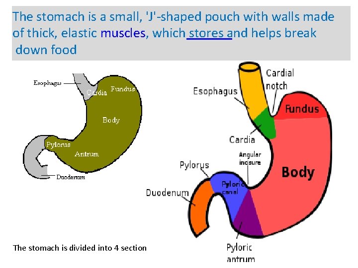 The stomach is a small, 'J'-shaped pouch with walls made of thick, elastic muscles,