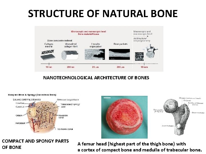 STRUCTURE OF NATURAL BONE NANOTECHNOLOGICAL ARCHITECTURE OF BONES COMPACT AND SPONGY PARTS OF BONE