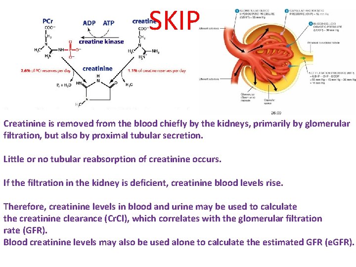 SKIP Creatinine is removed from the blood chiefly by the kidneys, primarily by glomerular